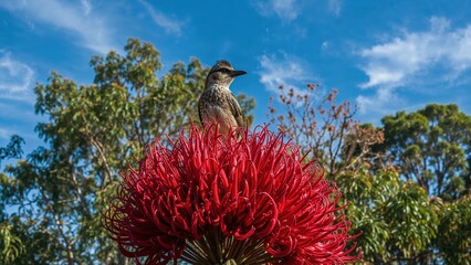 Perched within striking red Erythrina blossoms in spring, a large and noisy honeyeater, ranking second in size, is visible.