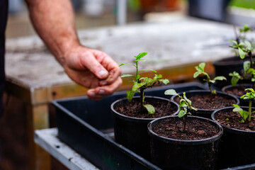freshly repotted seedlings at wholesale nursery garden small family owned business