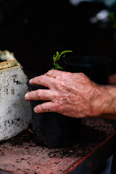 Mans hands repotting seedlings with potting mix at nursery garden