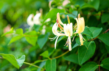 Obraz premium honeysuckle flowers in bloom