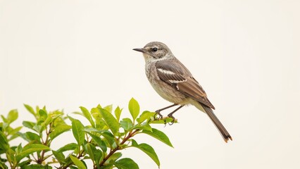 A bird from the mockingbird family resting on a plant branch.