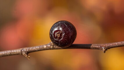One bilberry nestled on a shrub without leaves in autumn.