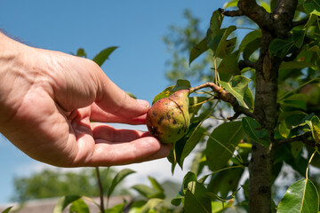 Farmer inspects ripe pears. Gardening concept.