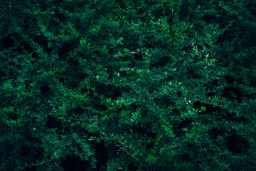 A close up of dark green Barberry bush leaves texture