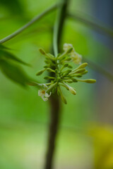 White Male Papaya Flowers on Stem