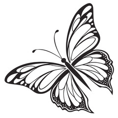Vector art of a beautiful butterfly with intricate wing patterns isolated on white background