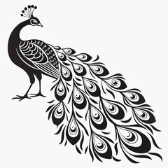 Obraz premium Vector art of elegant peacock with detailed feathers isolated on white background