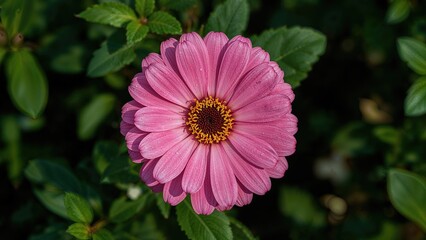 Obraz premium Blooms serve as nature's decoration and lifeâ€™s embellishment.