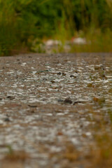 This image features a detailed closeup view of a gravel road, with lush trees beautifully standing tall in the background