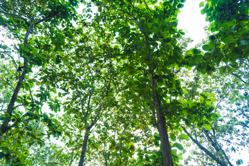 Looking up at a tree canopy filled with green leaves.