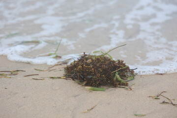 seaweed on the beach, seashore view, evening time, rameshwaram, madurai, tamilnadu, India, asia 