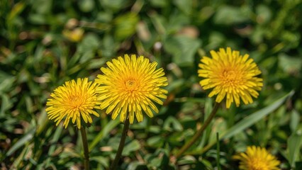 Fototapeta premium Bright yellow dandelions (Taraxacum officinale) in full bloom during spring, captured in detail within a meadow, commonly utilized for medicinal and nutritional uses.