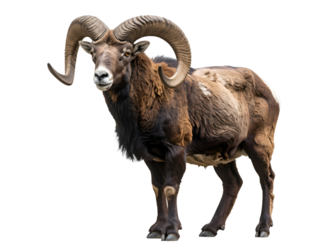 A magnificent wild ram with impressive curved horns stands alert, embodying the rugged spirit of the mountains.