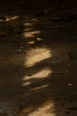 A shadow of a person can be seen clearly cast on the ground by a tall tree, creating an interesting...
