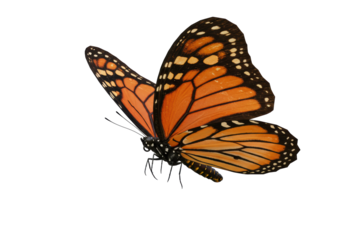 Isolated Monarch Butterfly in Flight with Intricate Wing Pattern