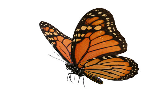 Fototapeta Isolated Monarch Butterfly in Flight with Intricate Wing Pattern
