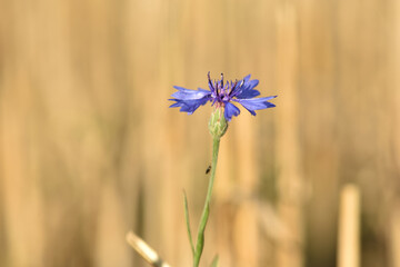 One cornflower isolated in yellow wheels background. Summer background. Field. Summer field.