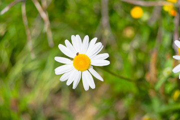Obraz premium Close-up of daisy flower with ladybird at Lauchernalp at Lötschental Valley on a sunny late spring day. Photo taken June 19th, 2025, Lötschental Lauchernalp, Switzerland.