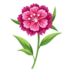 sweet william flower  ector isilated on-white-background