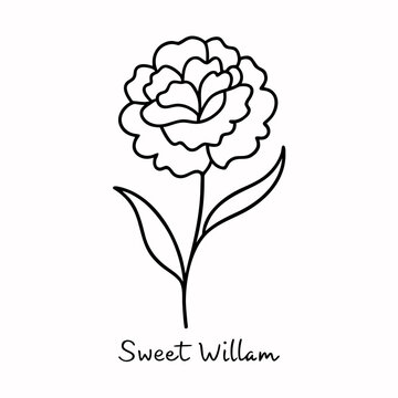 sweet william line art vector isolared  on-white-background