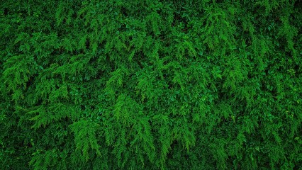 Living green wall showcased on a rich green background