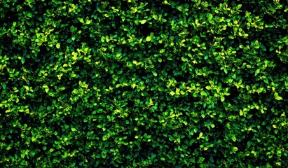 Lush Green Foliage Texture with Vibrant Leaves Creating a Dense Natural Background for Various Creative Projects and Designs