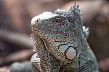  green iguana,Iguana iguana, also known as the American iguana