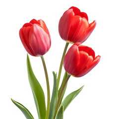 Naklejka premium 1 red tulip isolated on transparent background