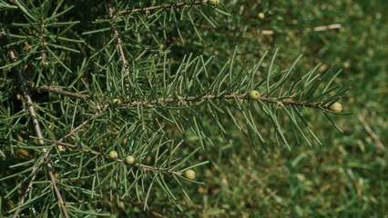 Fresh green juniper berries on a small branch