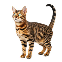 Elegant Bengal cat standing and looking up