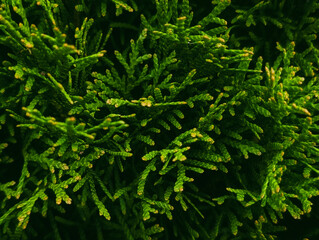 lush thuja evergreen background horizontal