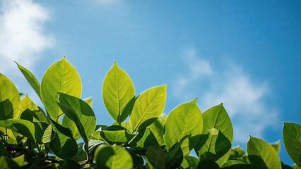 Lush greenery silhouetted by a bright blue sky