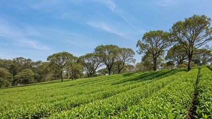 Fototapeta premium lush green tea plantation with rows of tea bushes and scattered trees under a clear blue sky on a sunny day