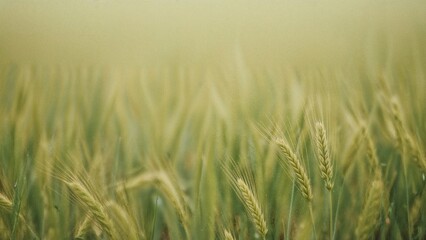 Obraz premium Macro shot of vibrant green wheat