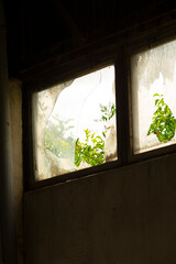 Fototapeta premium A window featuring a thriving plant that is visibly growing out of it, creating a beautiful connection between nature and architecture