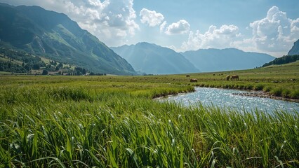 Vibrant grassy field in summertime