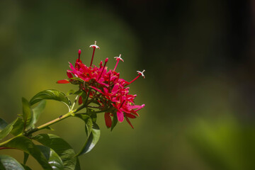 Close-Up of Bright Red Tropical Ixora Coccinea Flower with Green Blurry Background