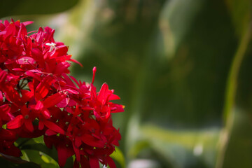 Vibrant Red Ixora Flowers Blooming in Tropical Garden with Green Foliage
