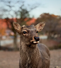 portrait of a deer