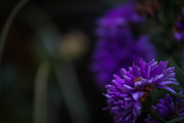 Deep indigo blooms with hints of blue and green, captured in soft focus against a dark, mysterious background