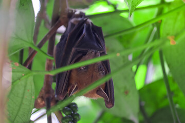 Fruit Bat Hanging Upside Down in Tree Foliage, Looking Around	
