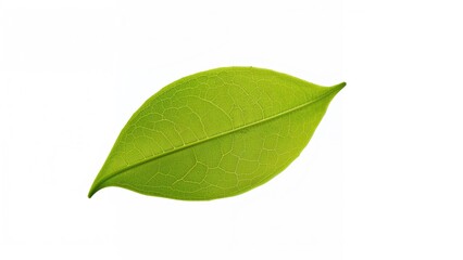 Obraz premium Nature's green leaf framed by a clean white surface
