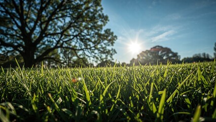 Obraz premium Vibrant green grass field surrounded by trees under a sunny blue sky in the early morning light.