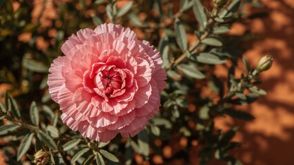 Vibrant pink carnation flower captured up close during full summer bloom