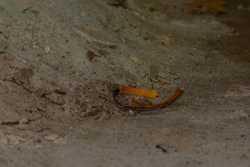 A small piece of orange peel is carelessly laying on the ground in the sand, contrasting vividly...