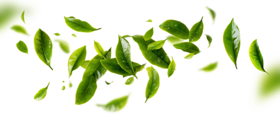 Dynamic shot of fresh green tea leaves floating gracefully in the air isolated on transparent background..