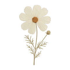 PNG Delicate white daisy flower