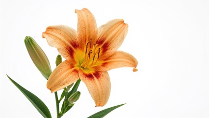 Obraz premium Stunning day-lily bloom (hemerocallis) with room for text