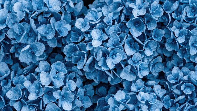 Elegant blue hydrangea blossom background