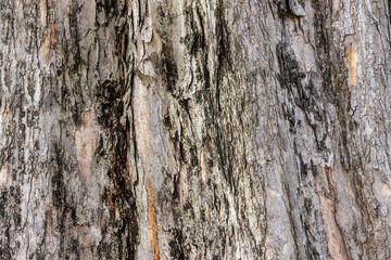 Wood texture background. trunk detail texture Bark tree texture
